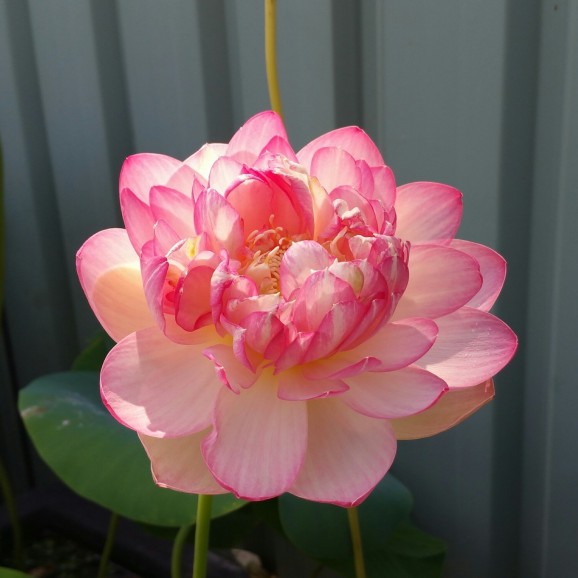 WATER PLANTS - LOTUS LILY ( PINK ) $42.95