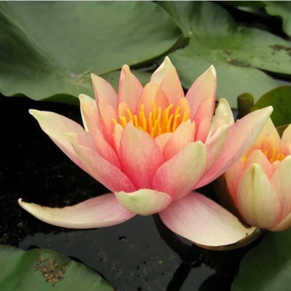 COMANCHE - HARDY WATER LILY $34.95