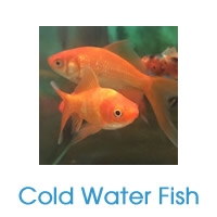 Cold Water Fish